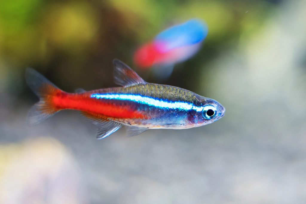 Pesce Neon