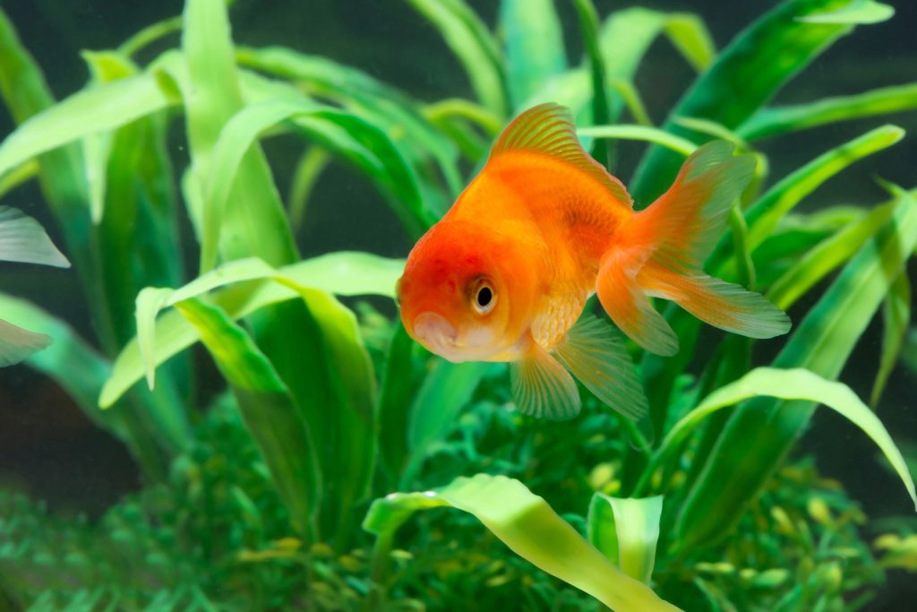 Pesce rosso in acquario con alghe