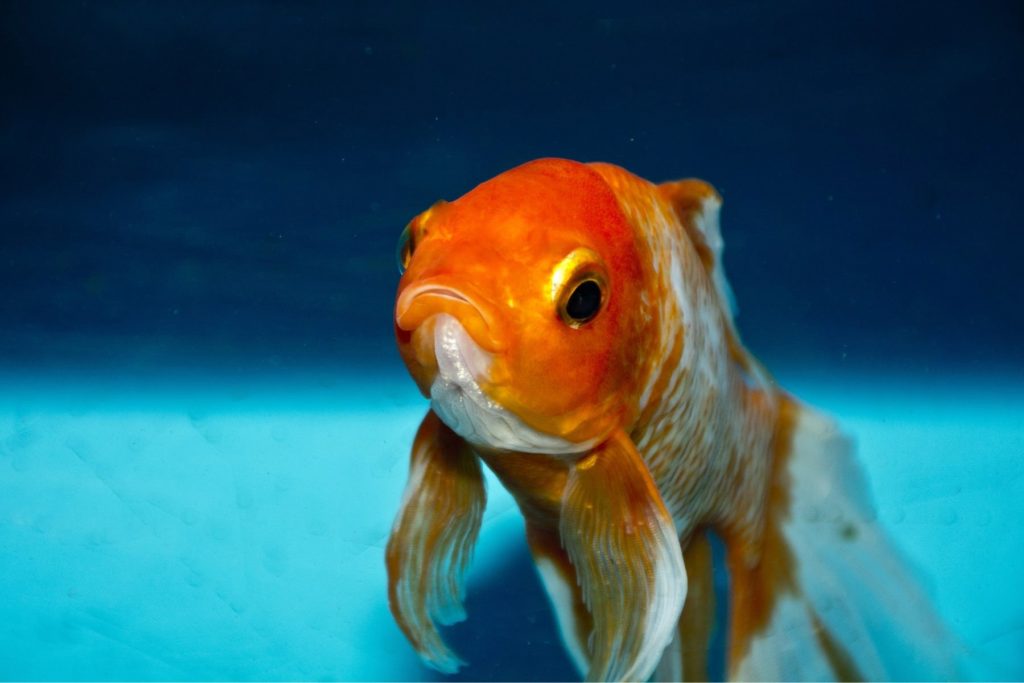 Pesce rosso con pinne corrose in acquario