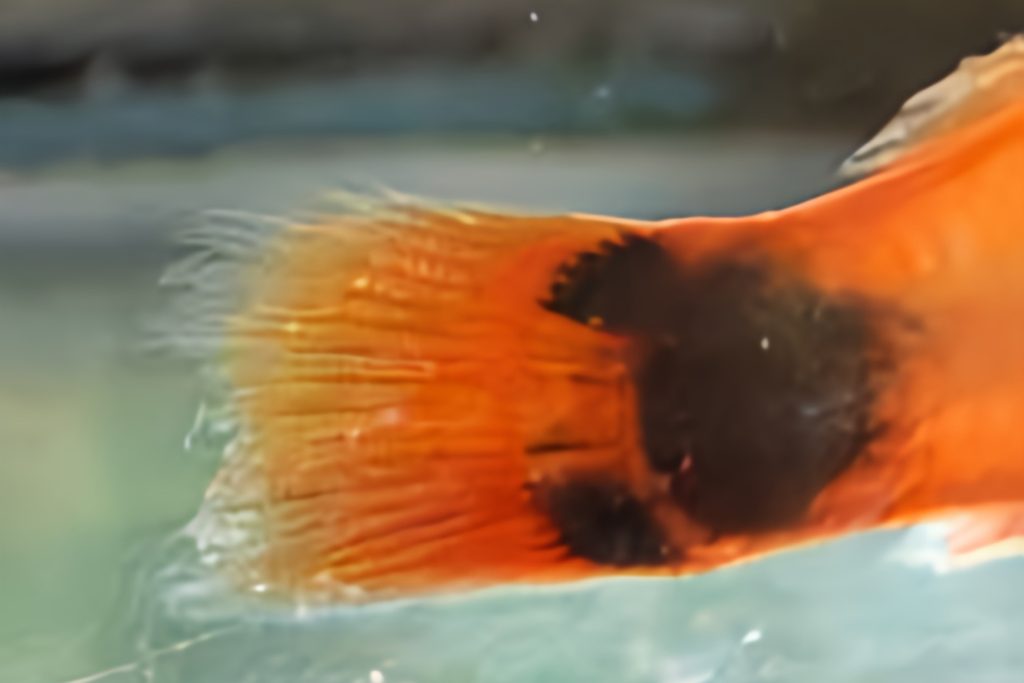 Dettaglio di pinne corrose di un pesce rosso in acquario