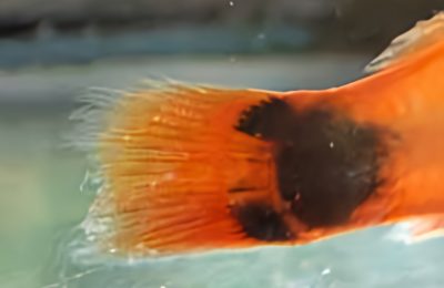 dettaglio pinne corrose pesce rosso