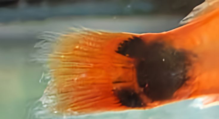 dettaglio pinne corrose pesce rosso