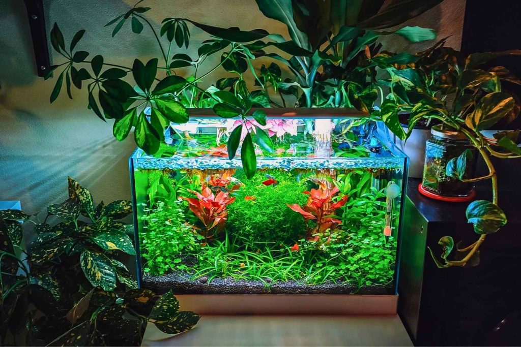 acquario autonomo vacanze