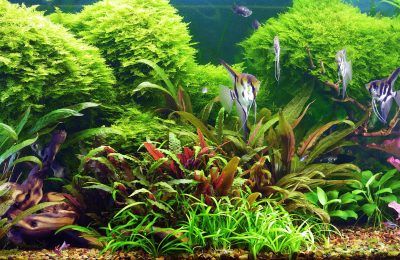 acquario vacanze caldo autonomo