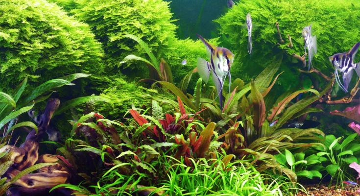 acquario vacanze caldo autonomo