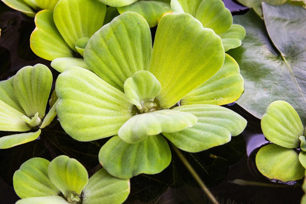 Pistia Stratiotes pianta acquario