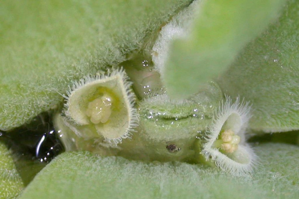 Fiore di Pistia stratiotes