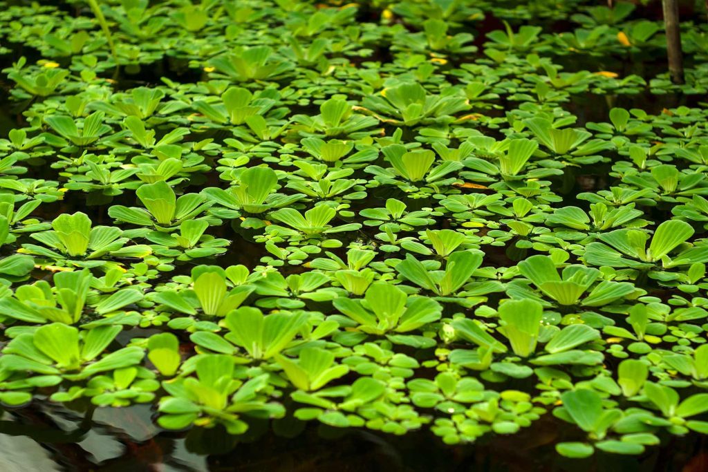 Laghetto con piante di Pistia stratiotes