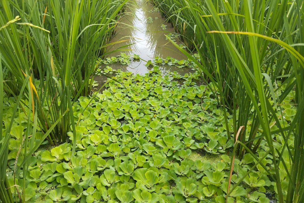 Canale tra risaie con piante di Pistia stratiotes galleggianti
