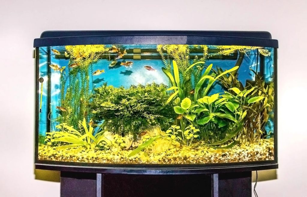 vacanze pesci caldo acquario
