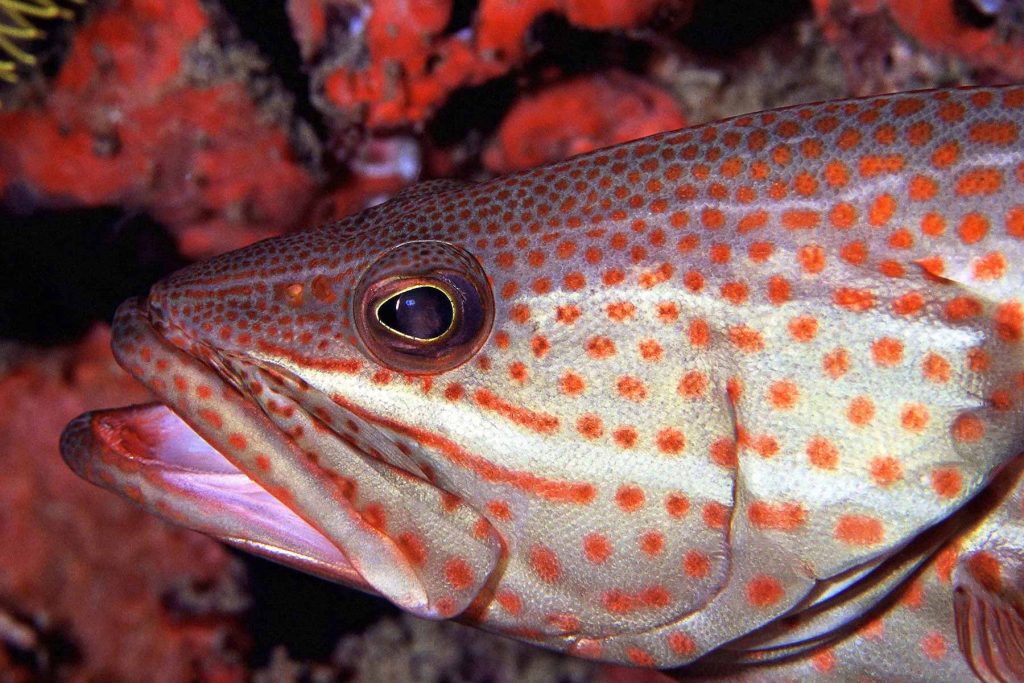Anyperodon leucogrammicus - Mabul - Malaysia
