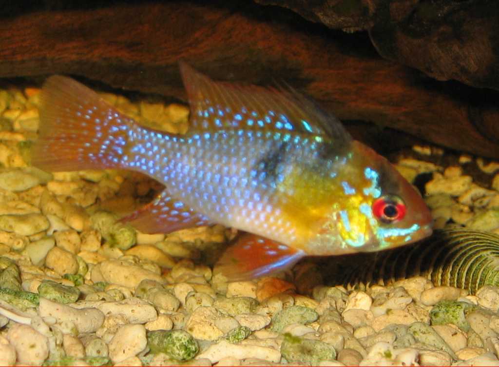Apistogramma ramirezi ciclide