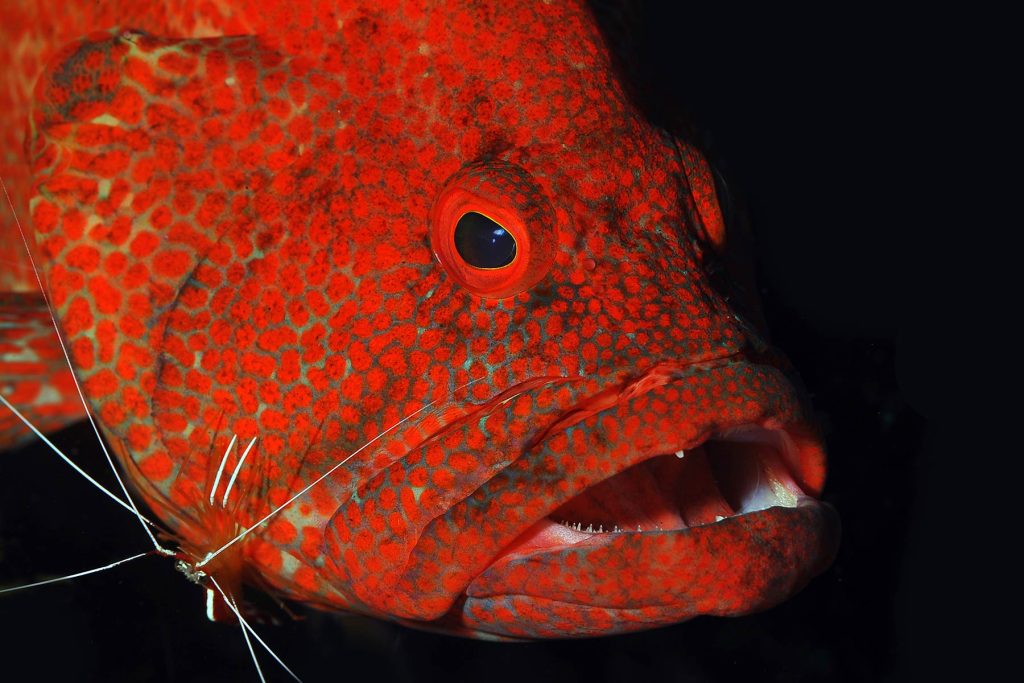 Cephalopholis leopardus - Tulamben - Bali - Indonesia