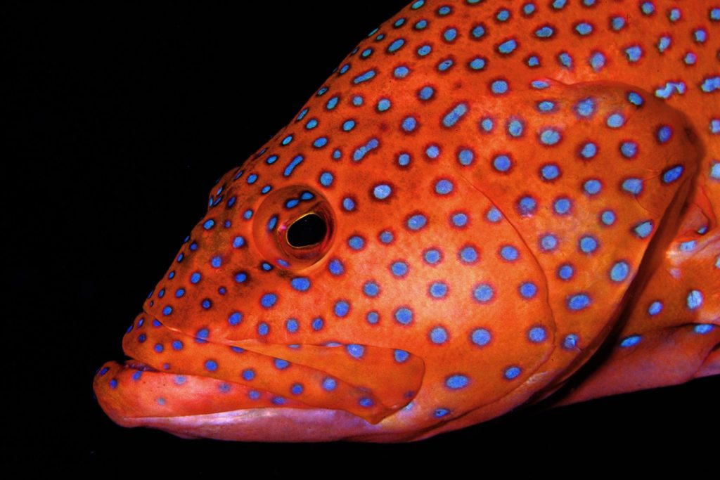 Cephalopolis miniata - Hurghada - Red Sea - Egitto