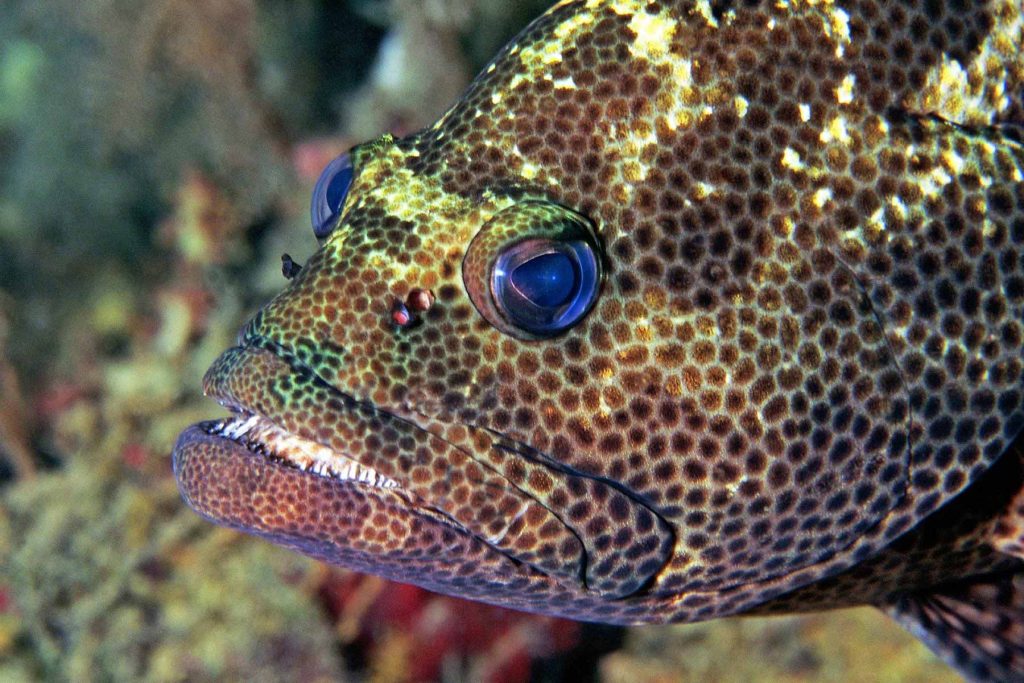 Epinephelus fuscoguttatus - Panorama Reef - Safaga - Mar Rosso - Egitto