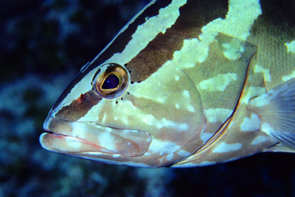 Epinephelus striatus - Mar dei Caraibi - Isla de la Juventud - Cuba