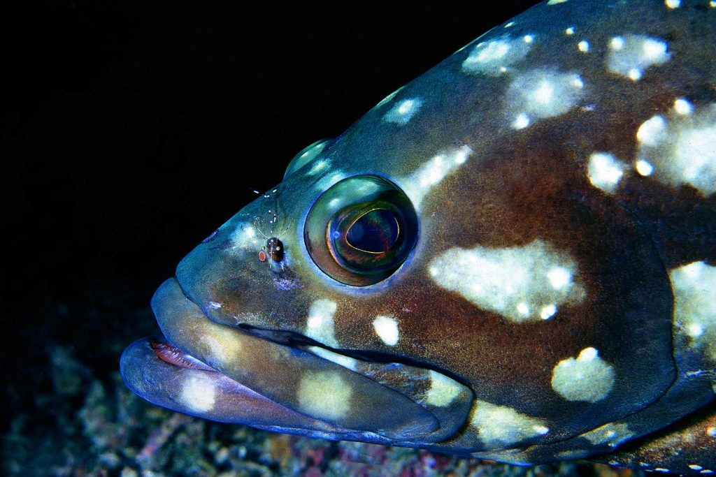 Epinephelus summana - Atollo di Saganeb - Mar Rosso - Sudan