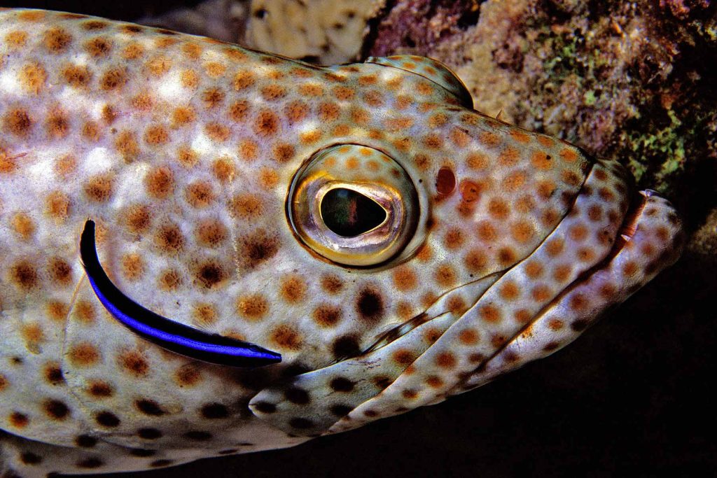 Epinephelus tauvina - Ras Mohammed - Sinai - Mar Rosso - Egitto