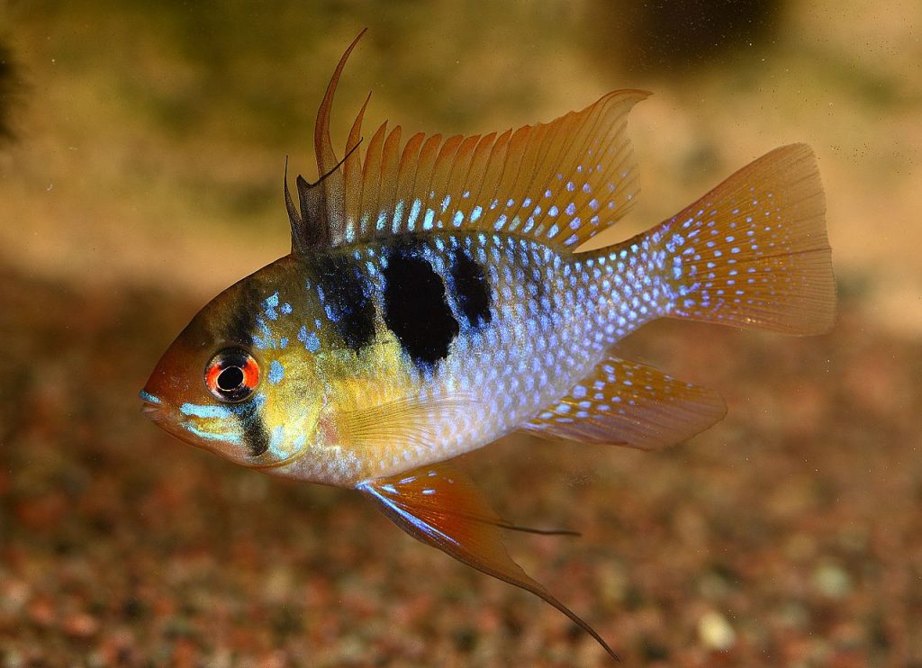 Apistogramma ramirezi ciclide Ciclide nano di Ramirez