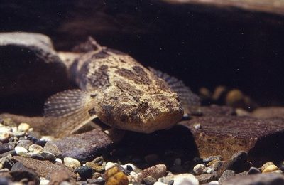 Oxyeleotris marmorata