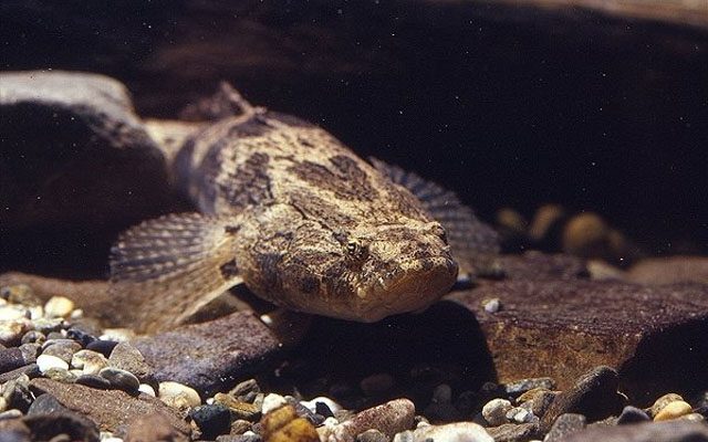 Oxyeleotris marmorata