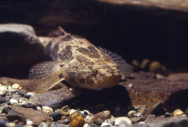 Oxyeleotris marmorata