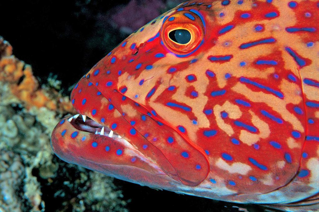 Plectropomus pessuliferus marisrubri - Gobal Seghir - Nord Hurghada - Mar Rosso - Egitto