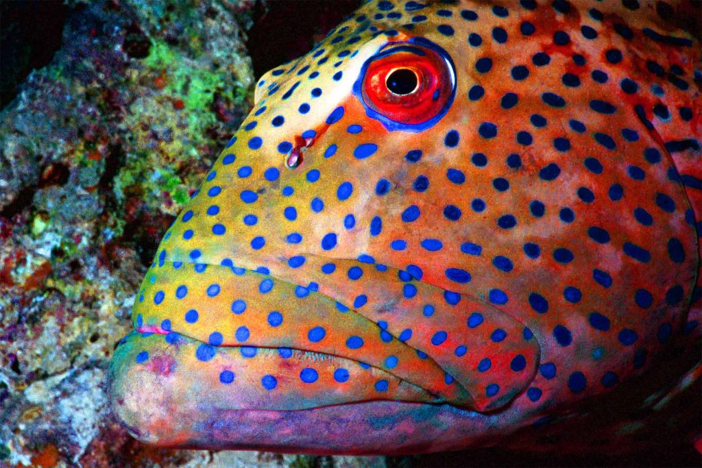 Plectropomus pessuliferus marisrubri - Livrea notturna - Giftun Kebir - Hurghada - Mar Rosso - Egitto