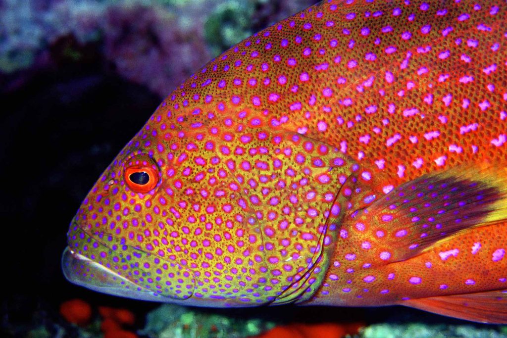 Variola louti - Ras Umm Sid - Sinai - Red Sea - Egitto
