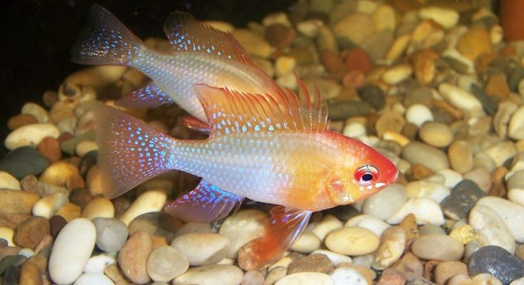 apistogramma ramirezi