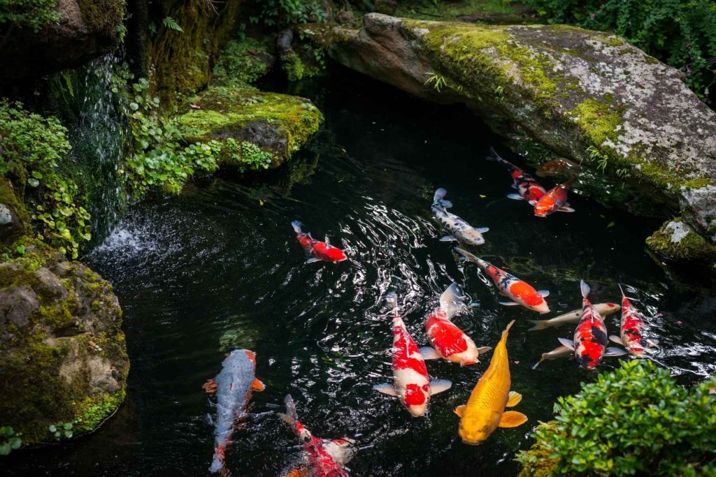 carpa koi comportamento