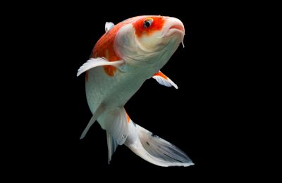 Carpa koi bianca e rossa in primo piano su sfondo nero, varietà Koha