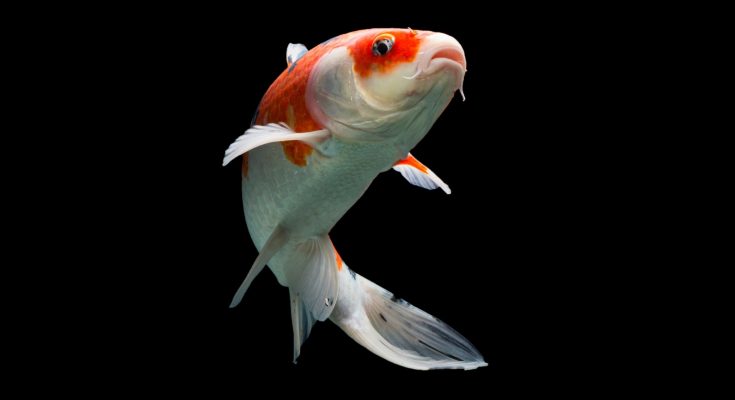Carpa koi bianca e rossa in primo piano su sfondo nero, varietà Koha