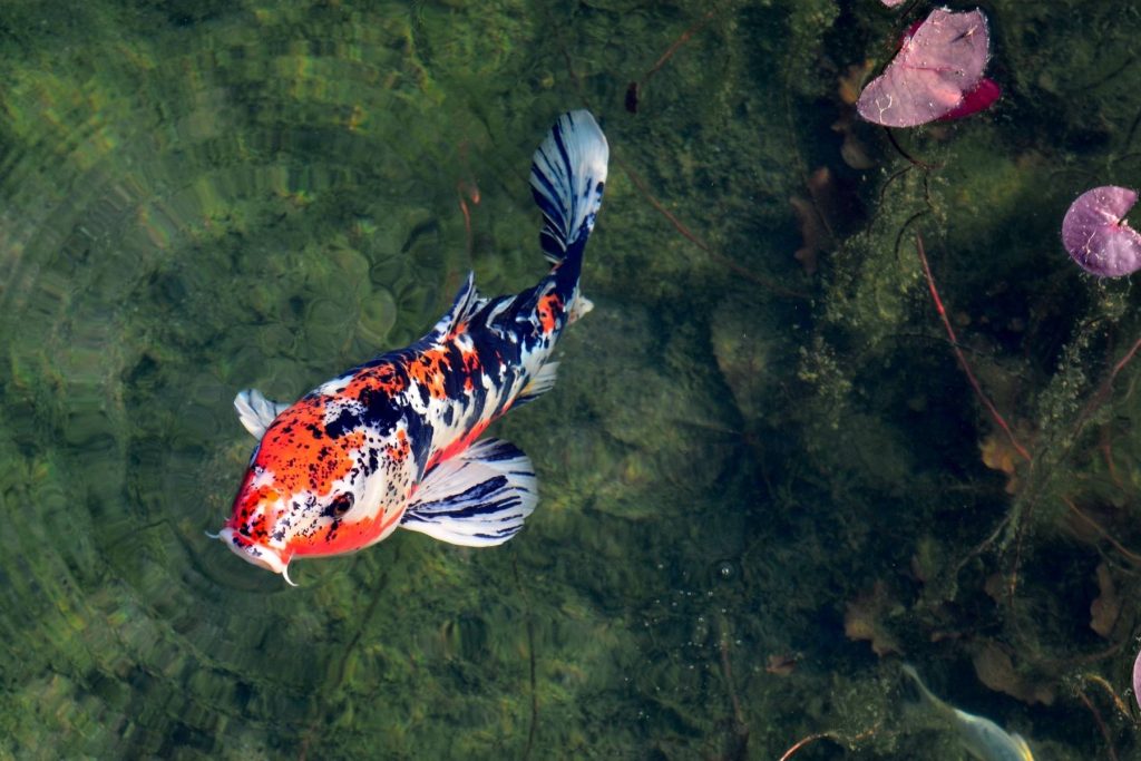 Carpa koi Showa tricolore in un laghetto ornamentale con vegetazione acquatica