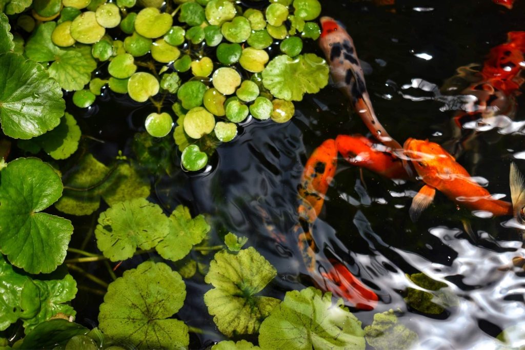 Carpe koi in un laghetto ornamentale con vegetazione galleggiante e piante filtranti