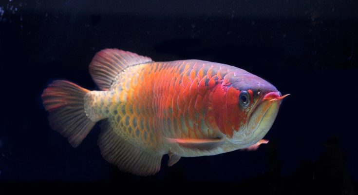 formazione obbligatoria pesci esotici