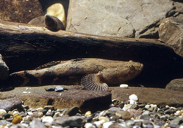 Oxyeleotris marmoratus disteso sul fondo dell’acquario tra pietre e legni