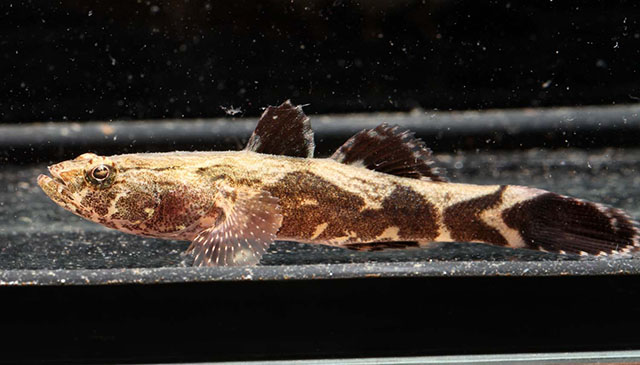 Esemplare di Oxyeleotris marmoratus con livrea marmorizzata in vasca