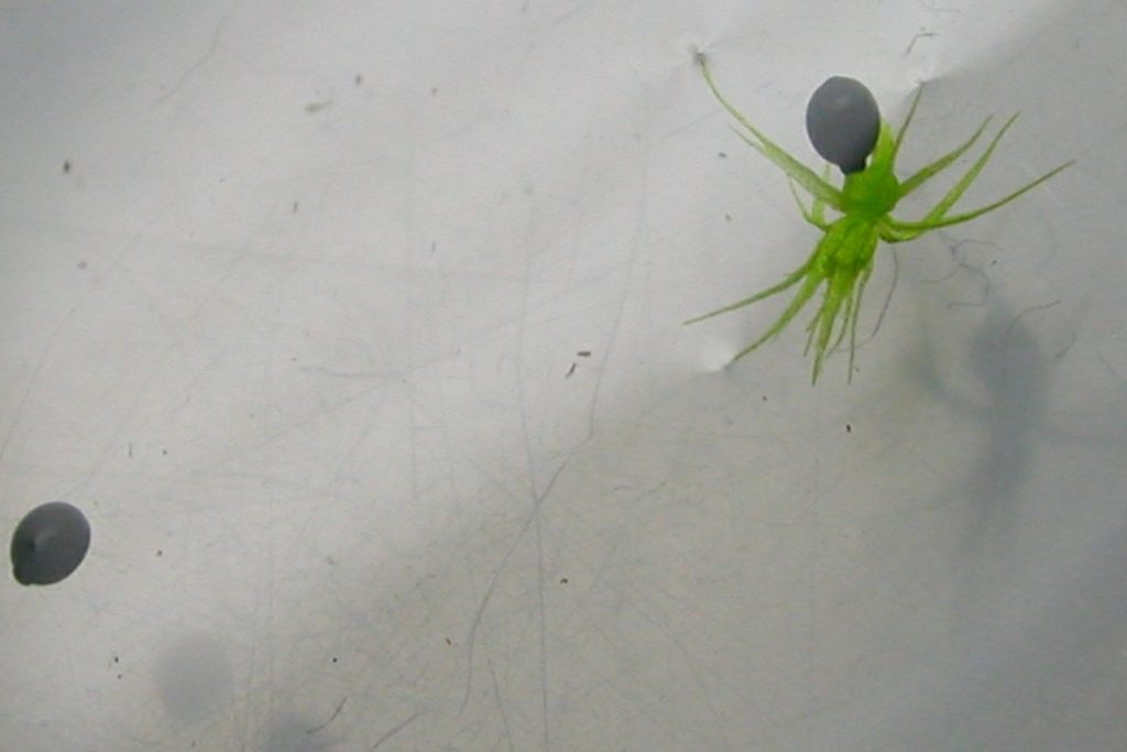 Aldrovanda Vesiculosa germinazione semi