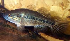 Dormitator Maculatus acquario casa