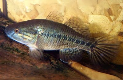 Dormitator Maculatus acquario casa