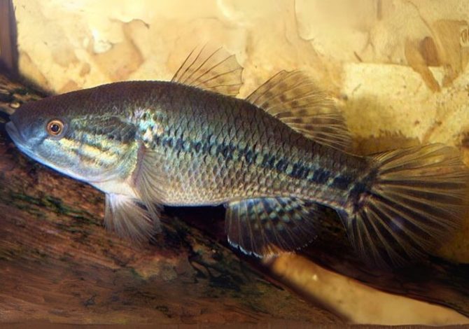 Dormitator Maculatus acquario casa