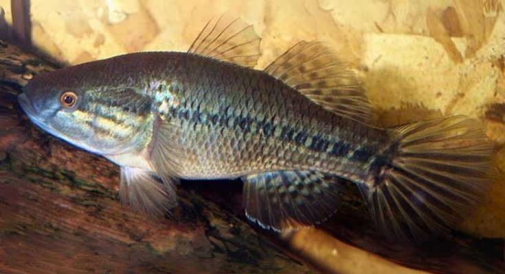 Dormitator Maculatus acquario casa