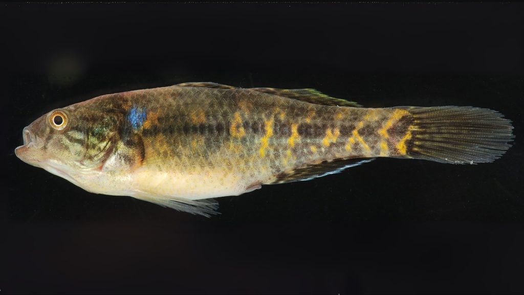 Dormitator Maculatus dormiente grasso