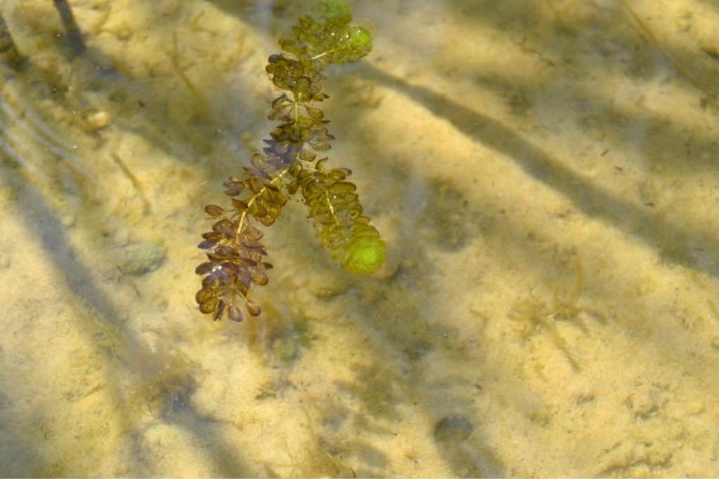Ramificazione galleggiante di Aldrovanda vesiculosa in acqua limpida