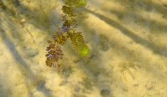 Ramificazione galleggiante di Aldrovanda vesiculosa in acqua limpida