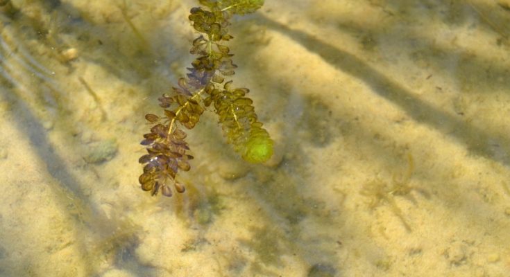 Ramificazione galleggiante di Aldrovanda vesiculosa in acqua limpida