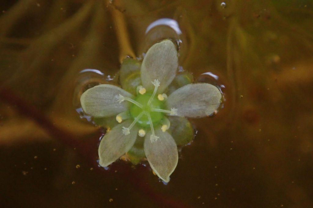 Fiore di Aldrovanda vesiculosa, pianta acquatica carnivora galleggiante