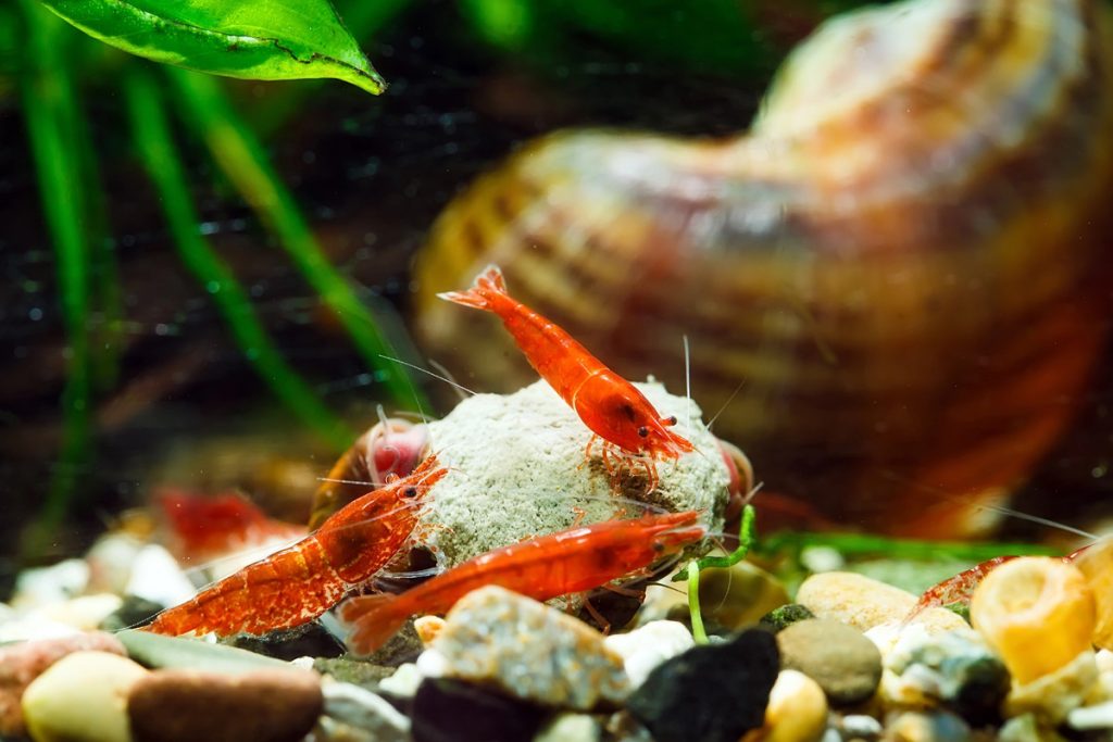 Acquario gamberetti risparmio energetico