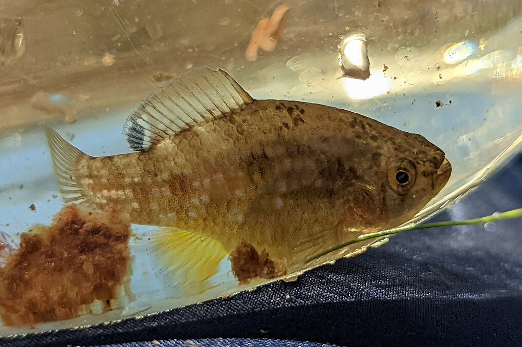 Foto di Jordanella Floridae in acquario